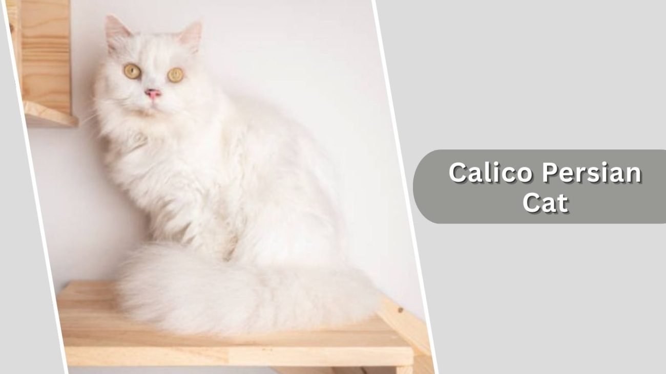 Calico Persian Cat