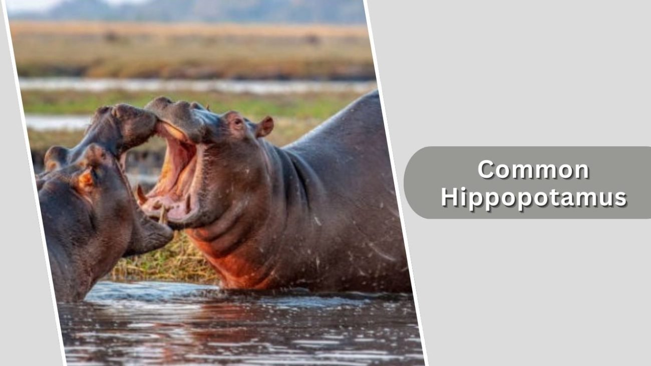Common Hippopotamus