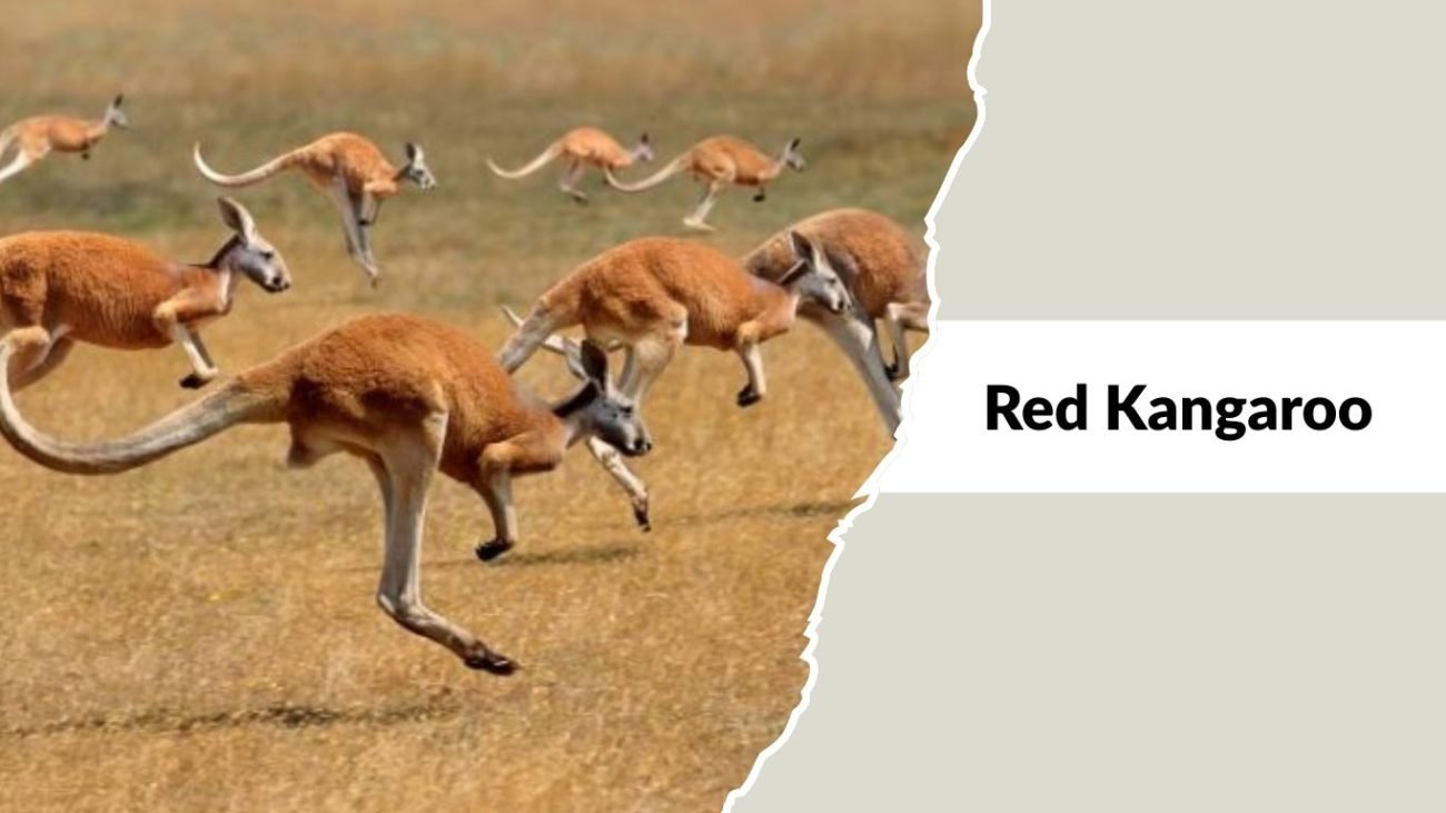 Red Kangaroo Red Kangaroo