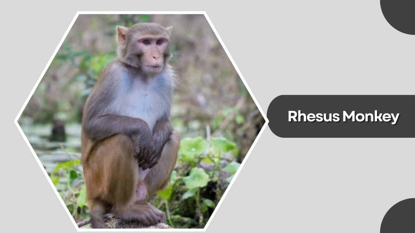 21 Different Types of Monkey: Species Identification with Pictures