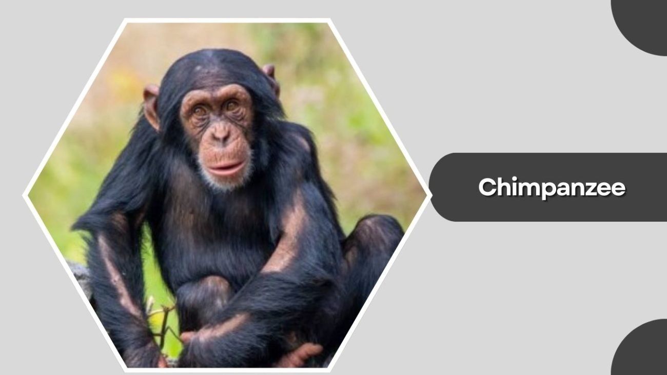 Chimpanzee