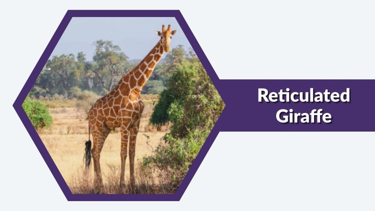 Reticulated Giraffe Reticulated Giraffe