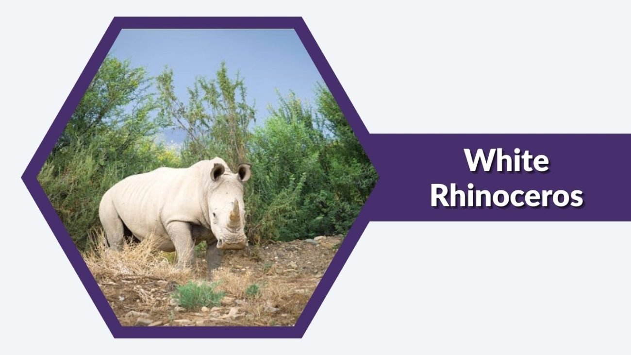 White Rhinoceros White Rhinoceros