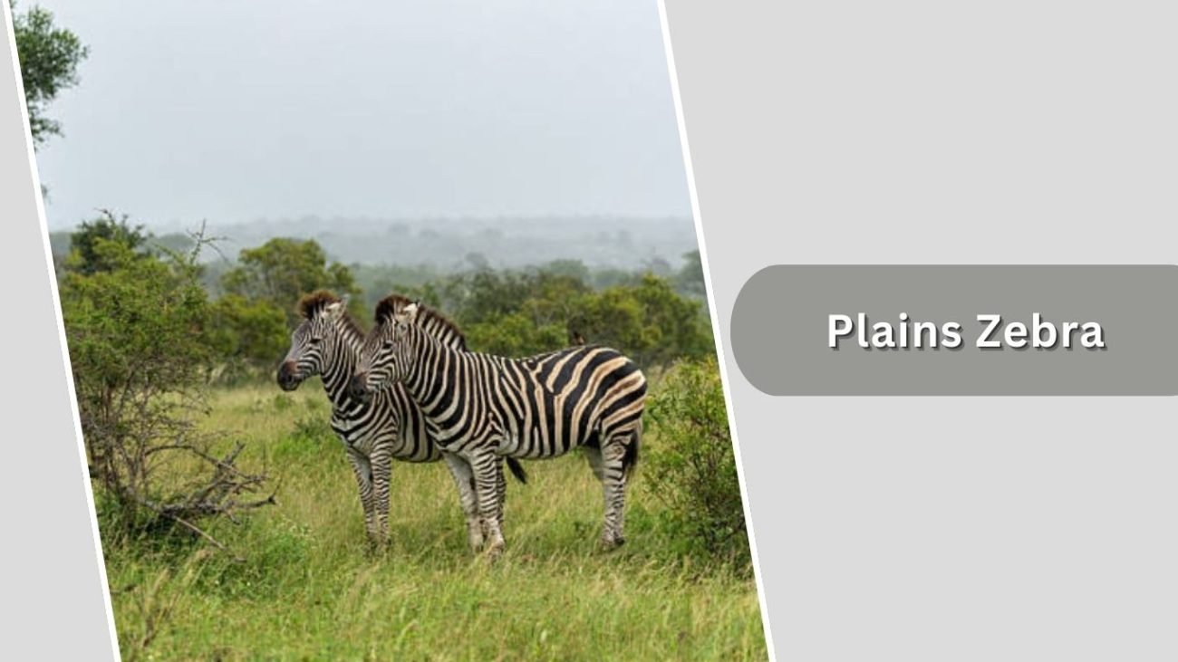 Plains Zebra Plains Zebra