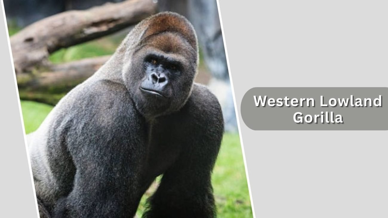Western Lowland Gorilla