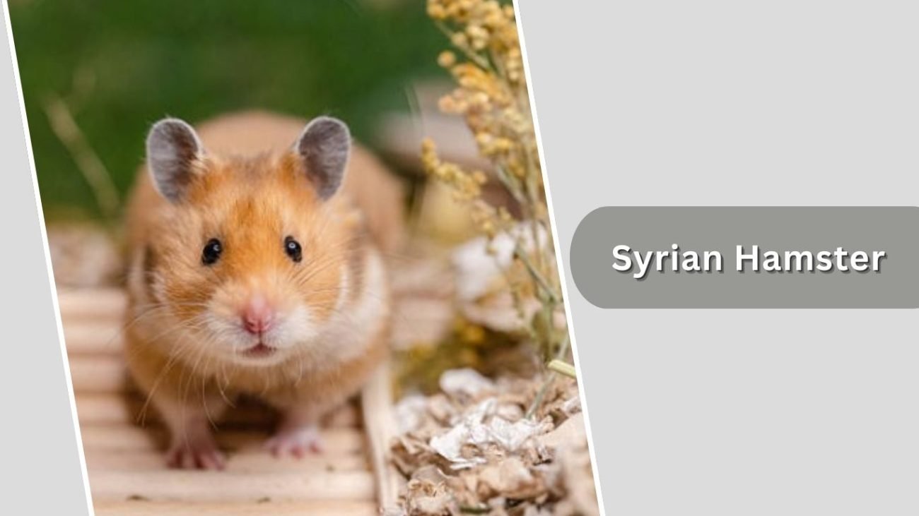 Syrian Hamster Syrian Hamster