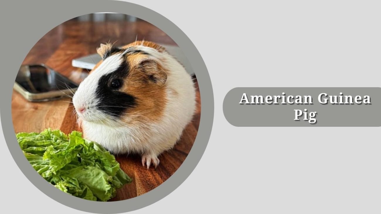 American Guinea Pig American Guinea Pig
