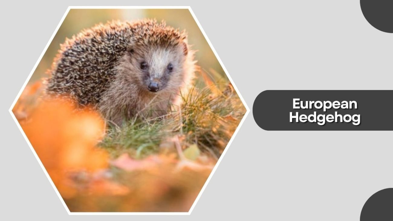 European Hedgehog European Hedgehog