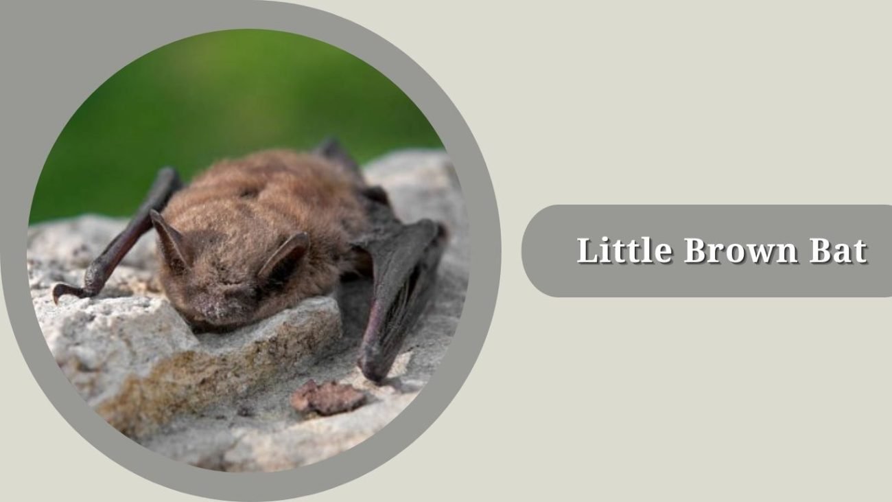 Little Brown Bat
