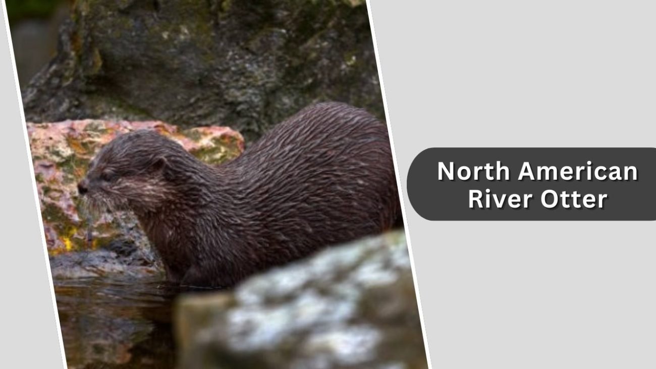 North American River Otter