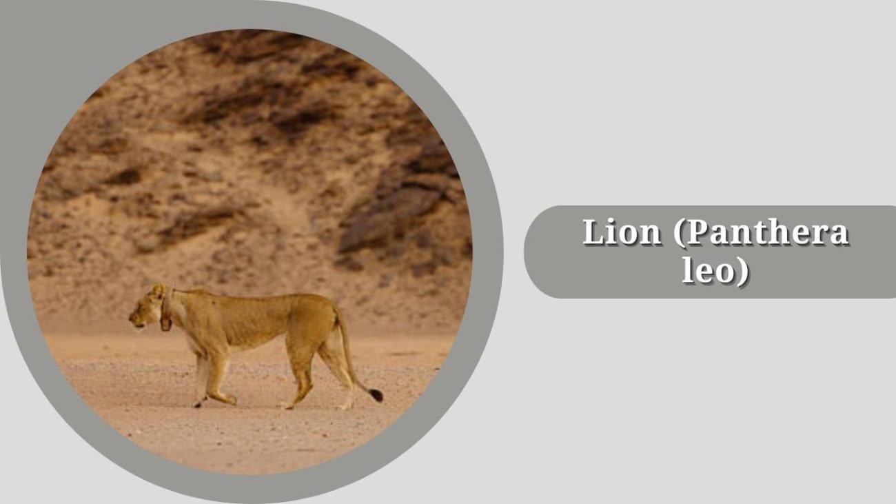 Lion (Panthera leo)