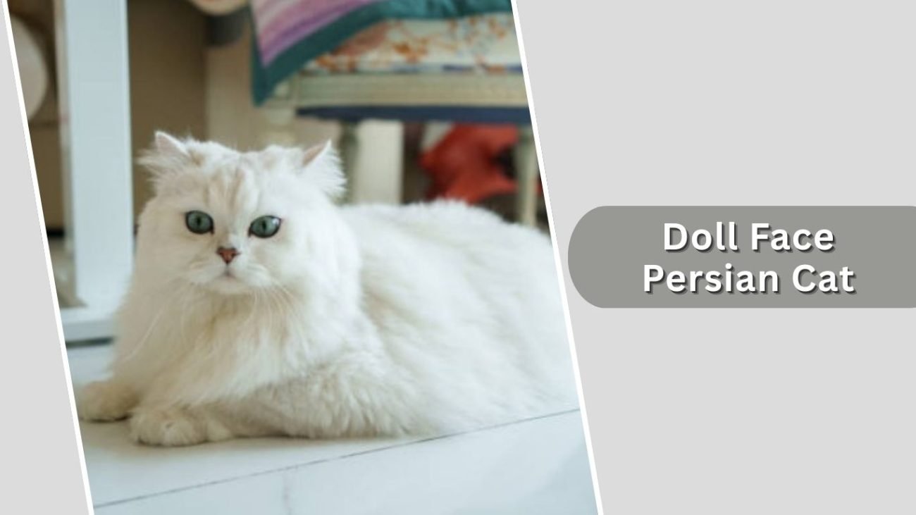 Doll Face Persian Cat