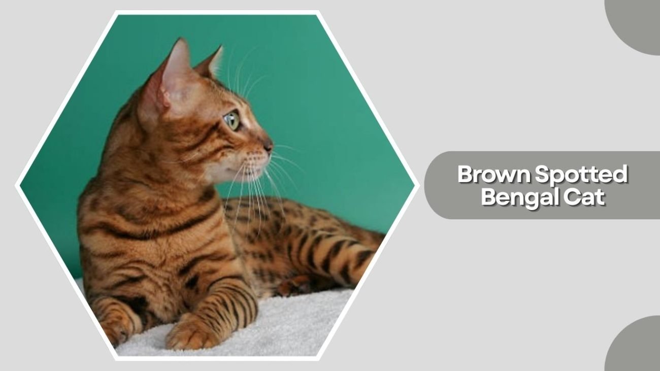 Brown Spotted Bengal Cat