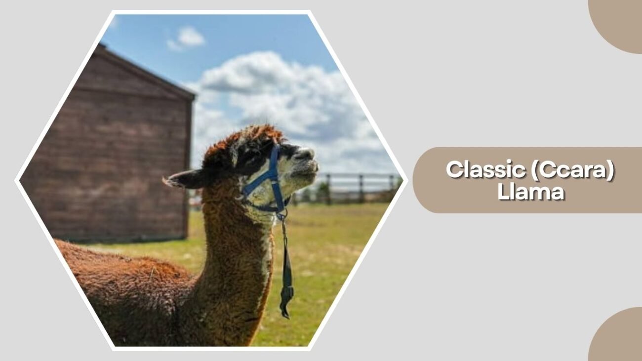 Classic (Ccara) Llama