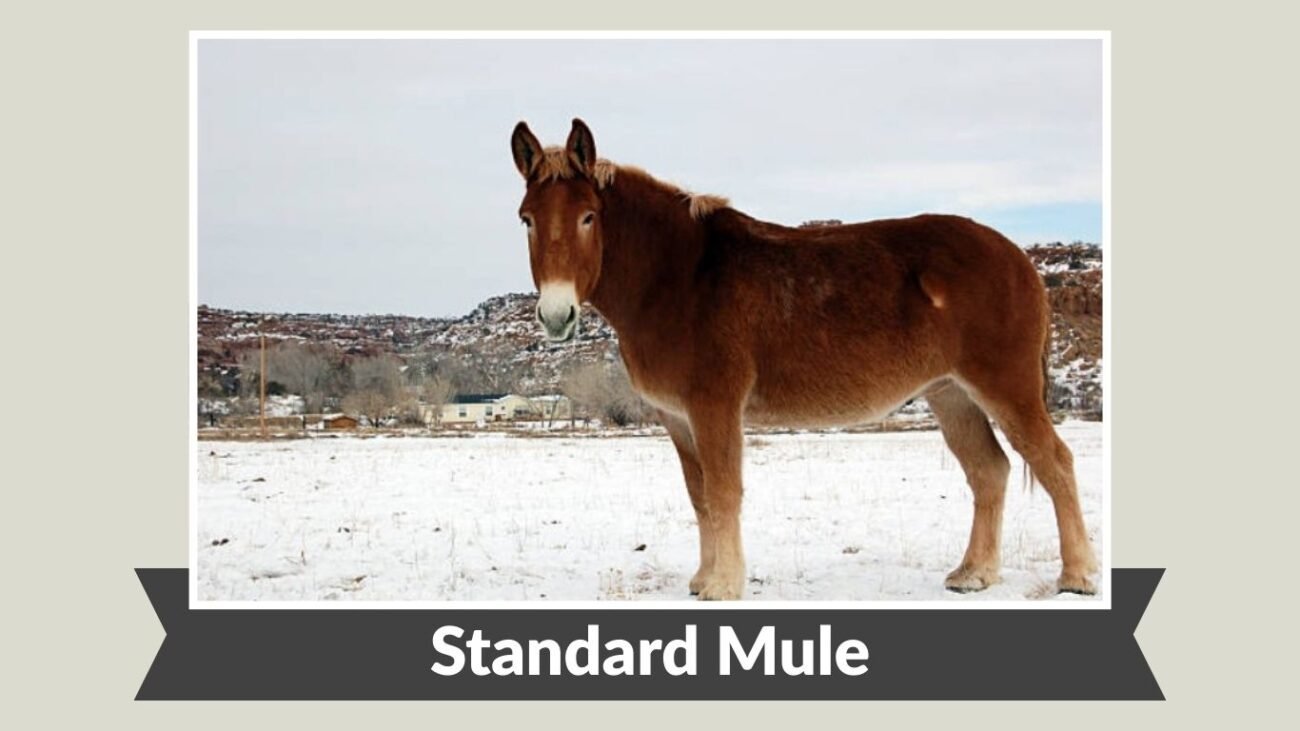 Standard Mule