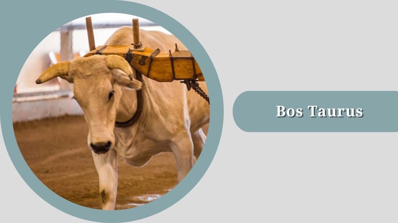 Bos Taurus