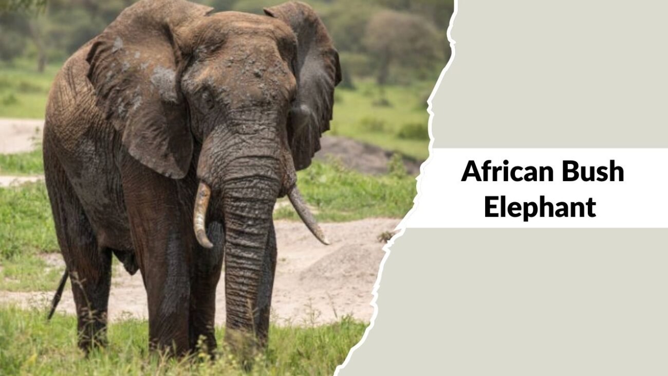 African Bush Elephant