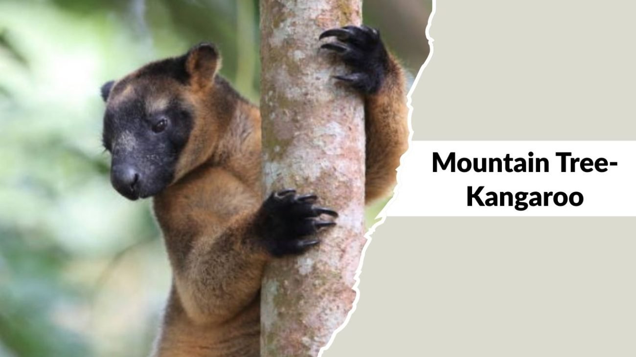 Mountain Tree-Kangaroo Mountain Tree-Kangaroo