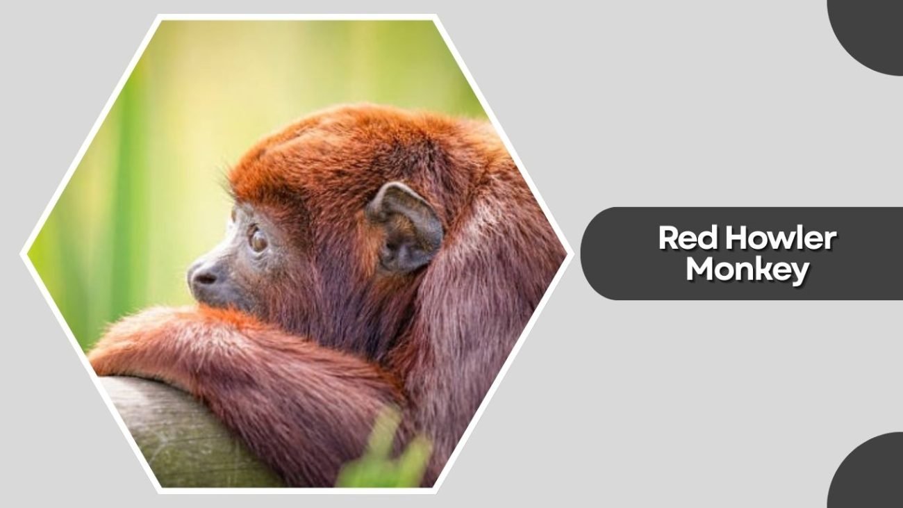 Red Howler Monkey