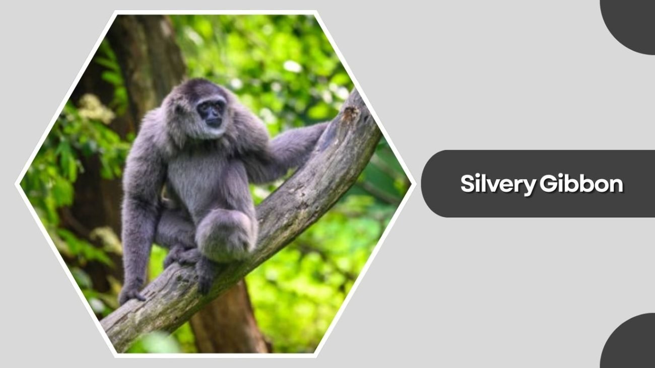 Silvery Gibbon