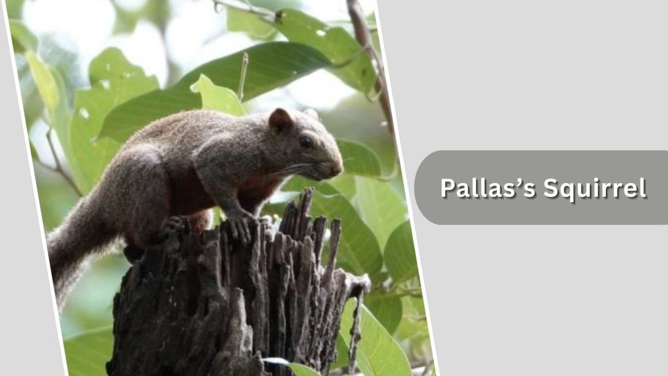 Pallas’s Squirrel Pallas’s Squirrel