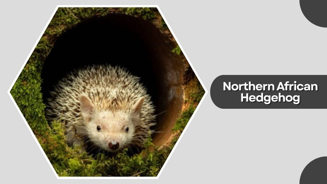 Northern African Hedgehog Northern African Hedgehog
