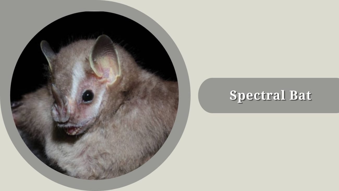 Spectral Bat