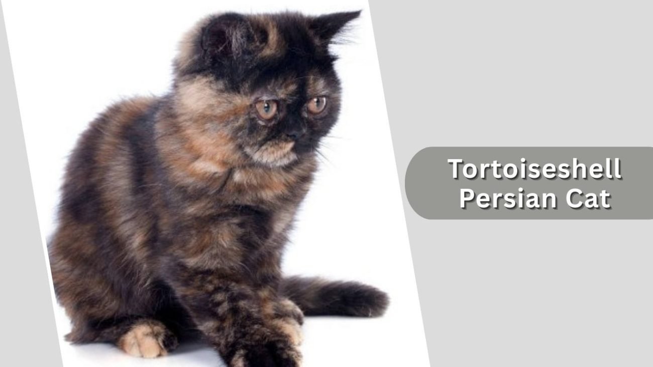 Tortoiseshell Persian Cat