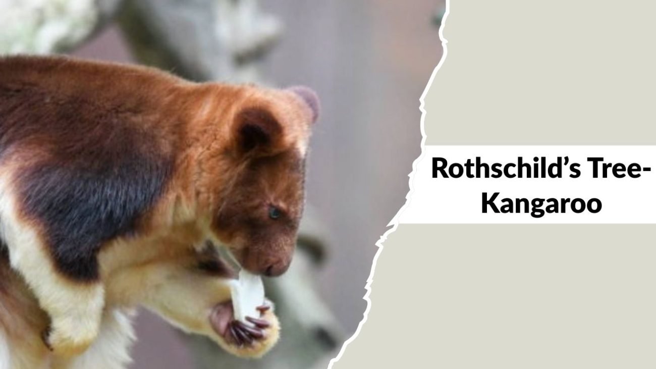 Rothschild’s Tree-Kangaroo Rothschild’s Tree-Kangaroo