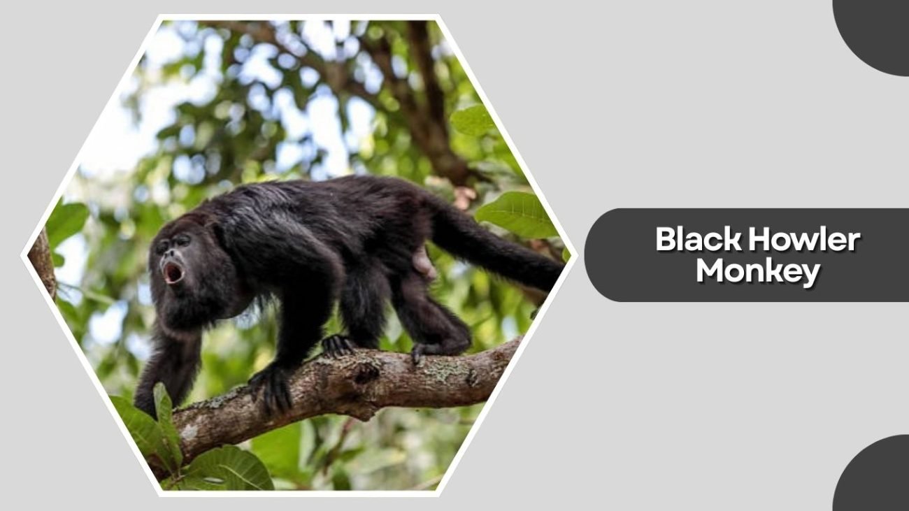 Black Howler Monkey