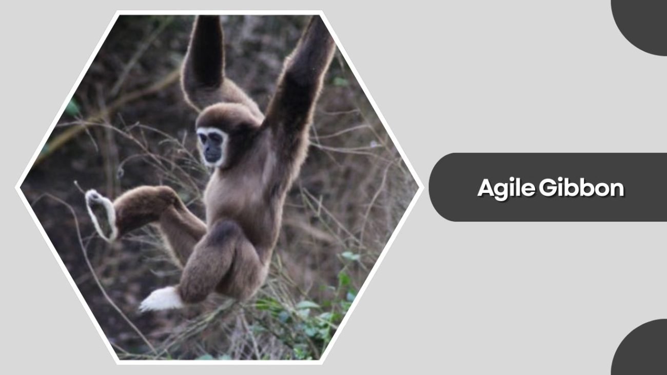 Agile Gibbon