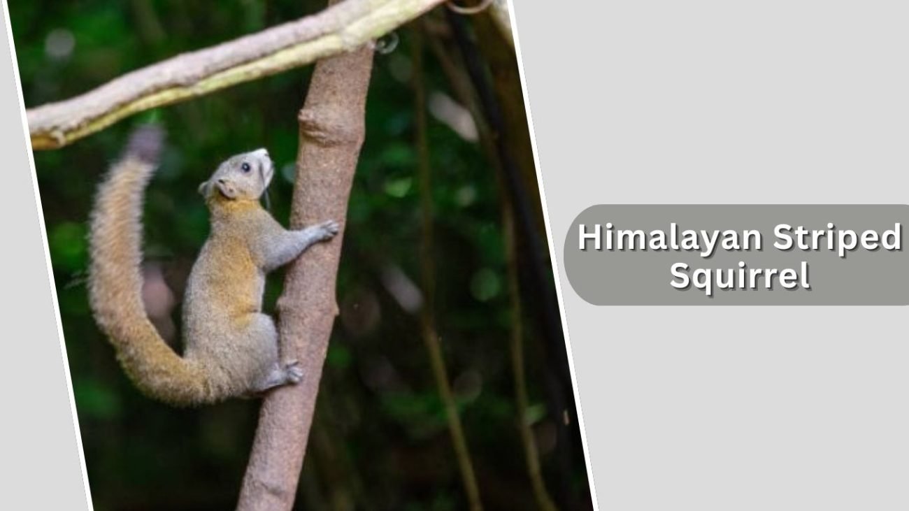 Himalayan Striped Squirrel Himalayan Striped Squirrel
