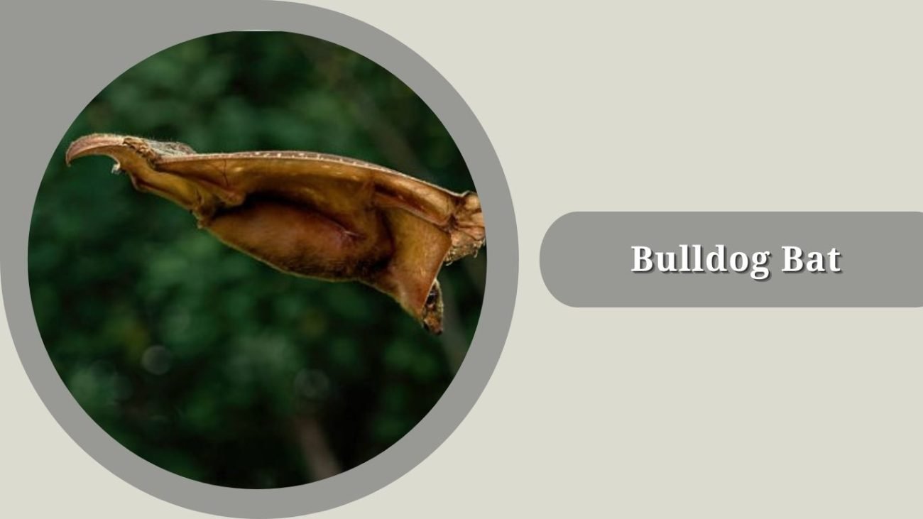 Bulldog Bat
