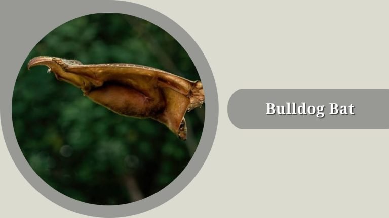 Bat Behaviours 35 Types of Bat: Habitat, Behaviors, Id with Pictures