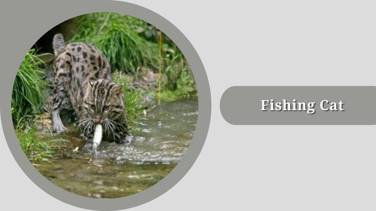 Fishing Cat 