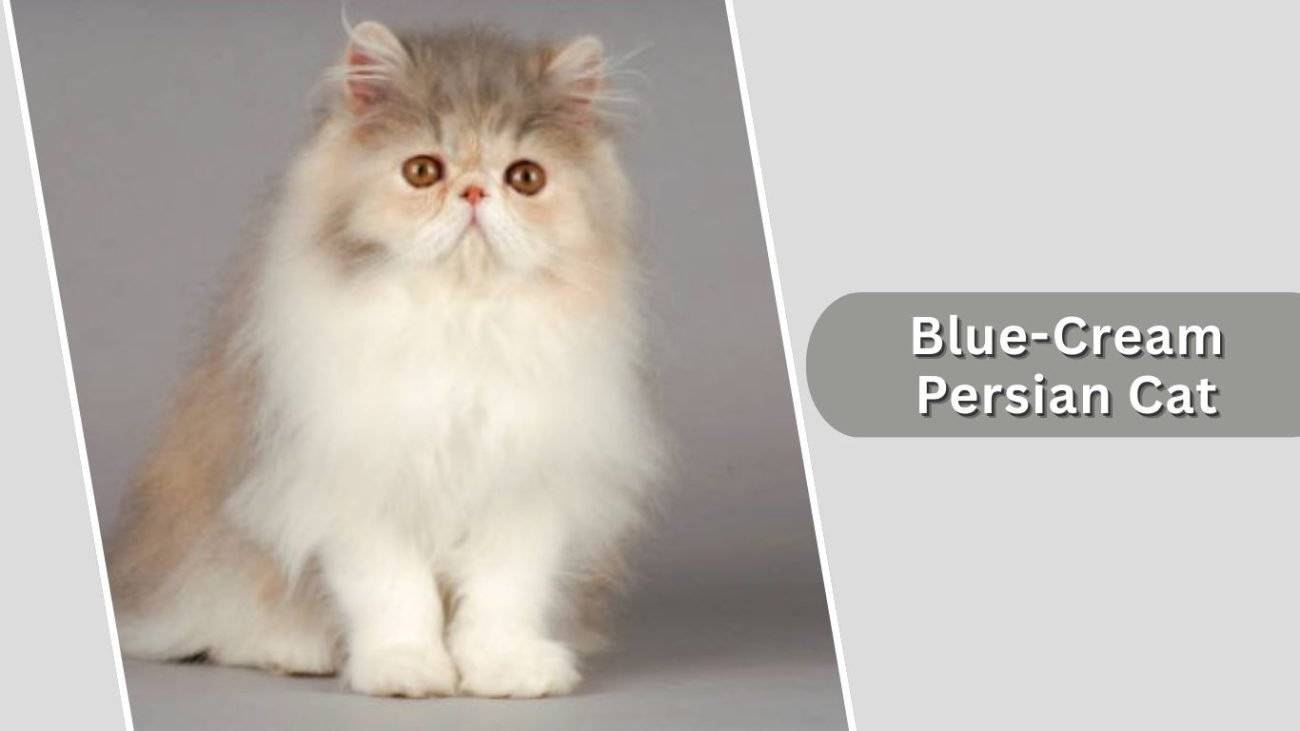 Blue-Cream Persian Cat