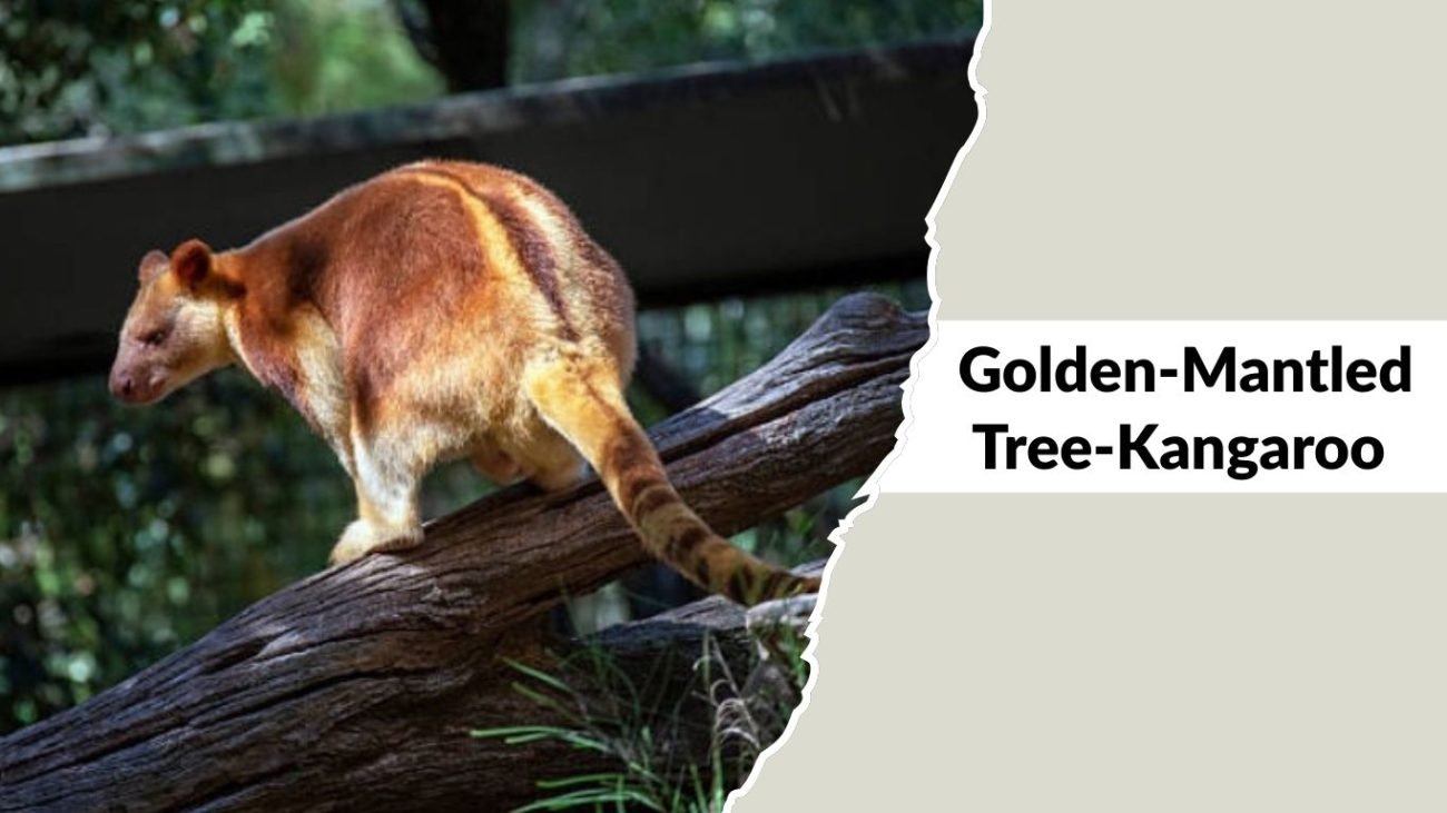 Golden-Mantled Tree-Kangaroo Golden-Mantled Tree-Kangaroo