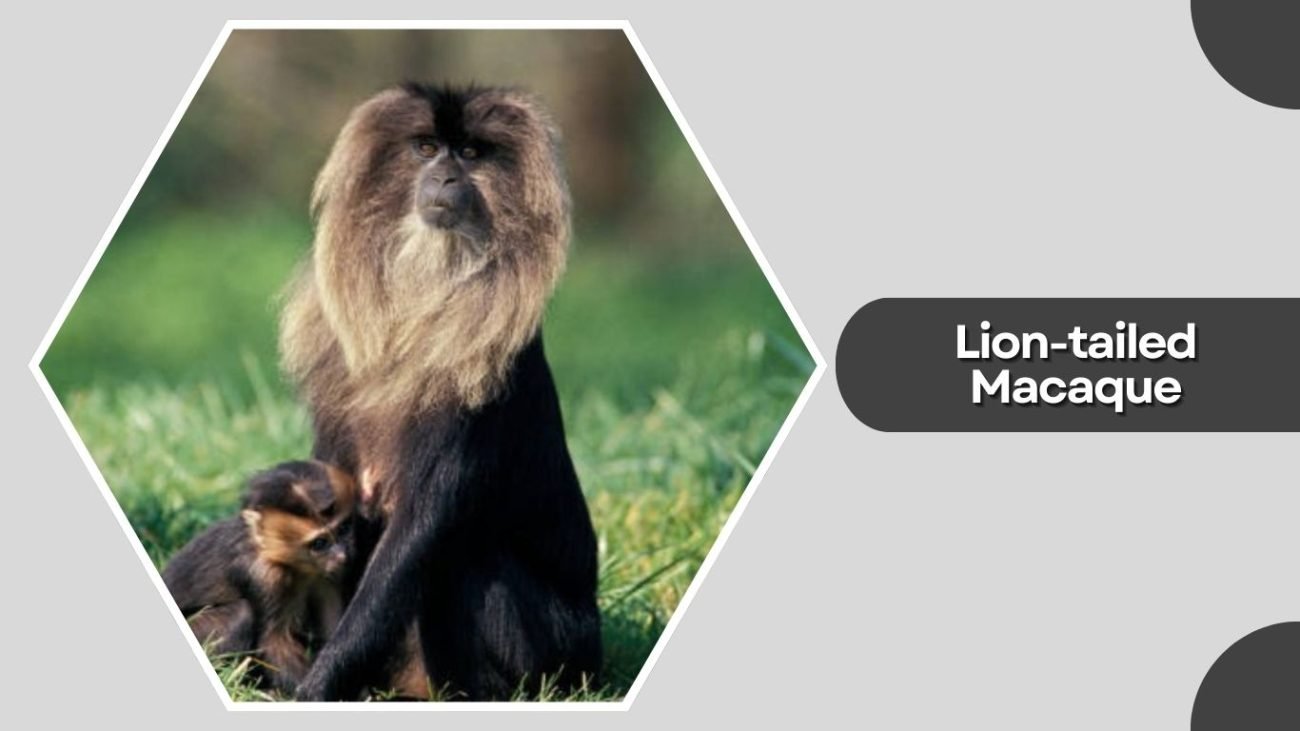  Lion-tailed Macaque