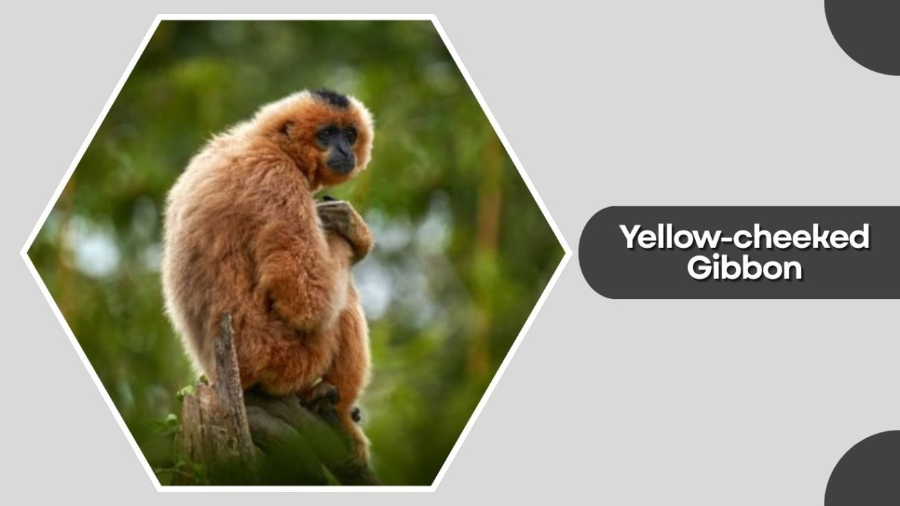 Yellow-cheeked Gibbon