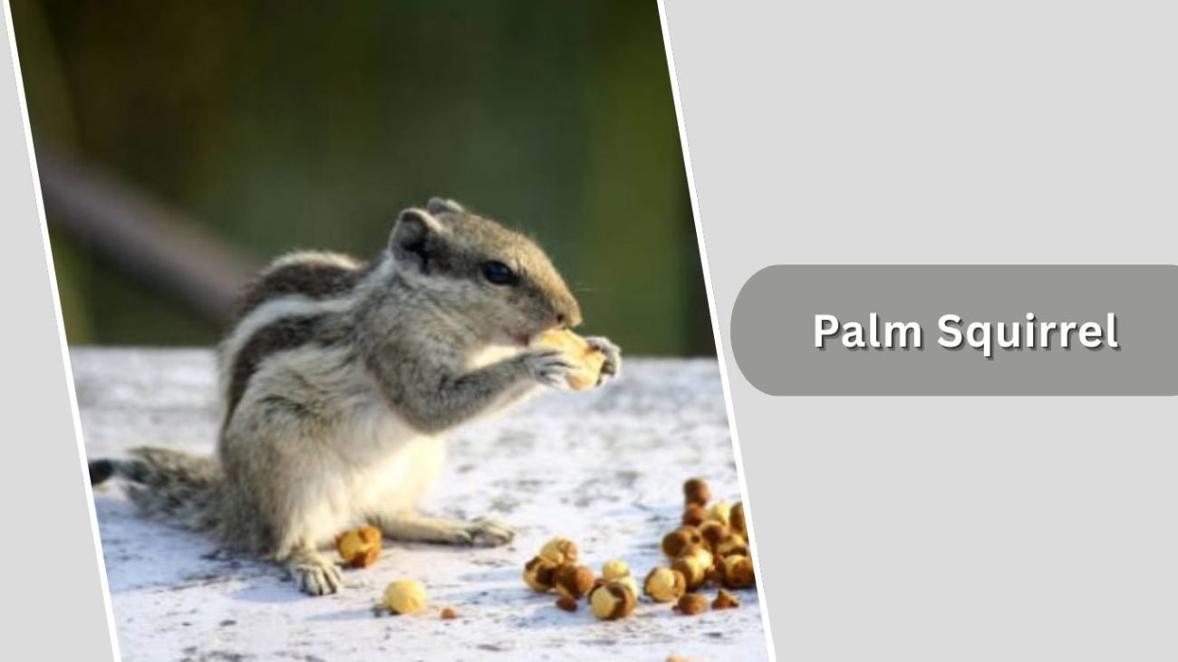 Palm Squirrel Palm Squirrel
