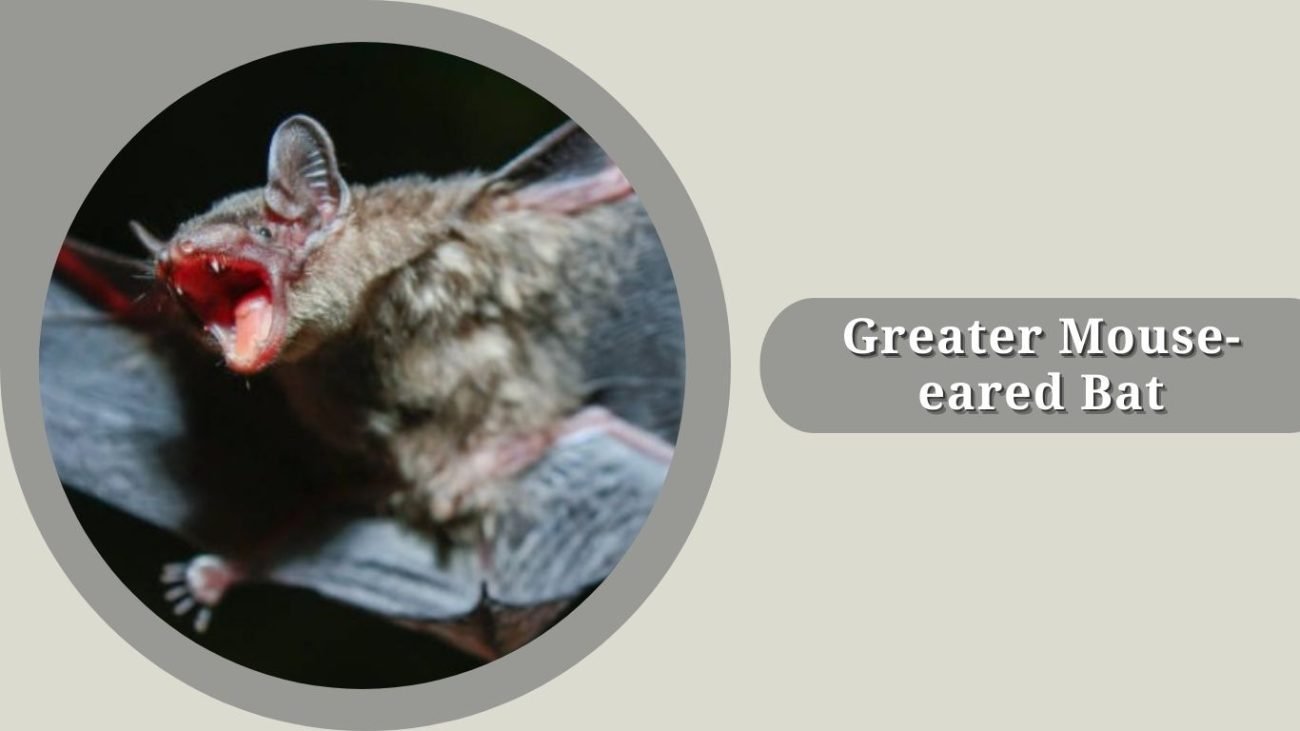 Greater Mouse-eared Bat