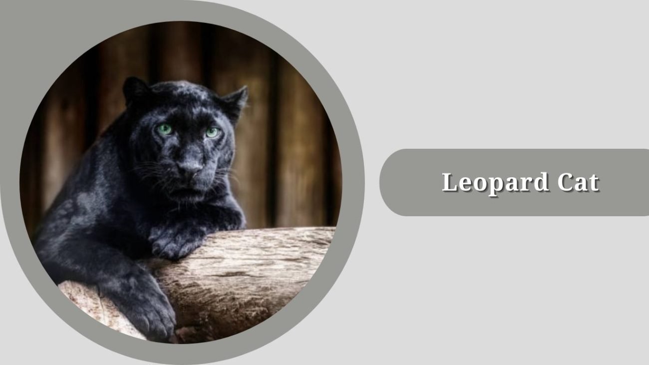 Leopard Cat 