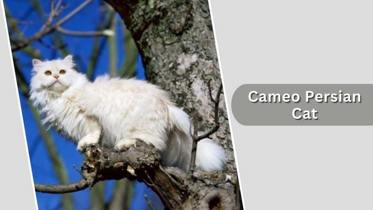 Cameo Persian Cat