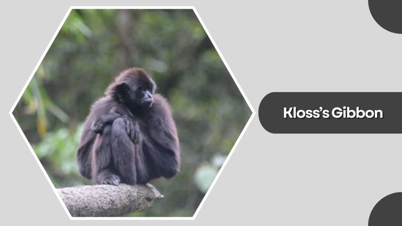 Kloss’s Gibbon
