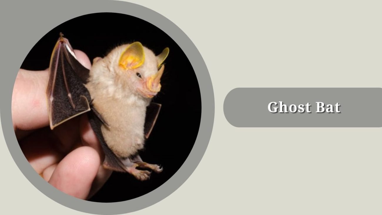  Ghost Bat