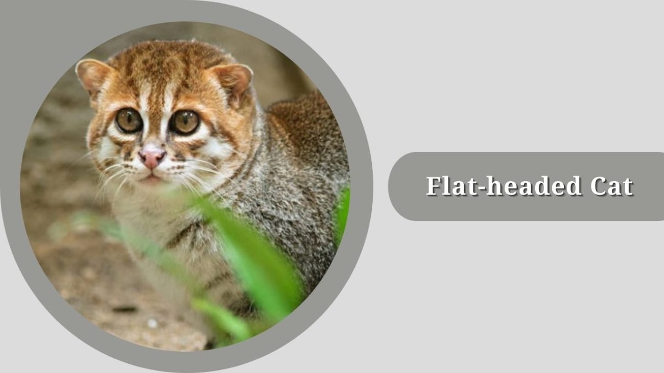 Flat-headed Cat 