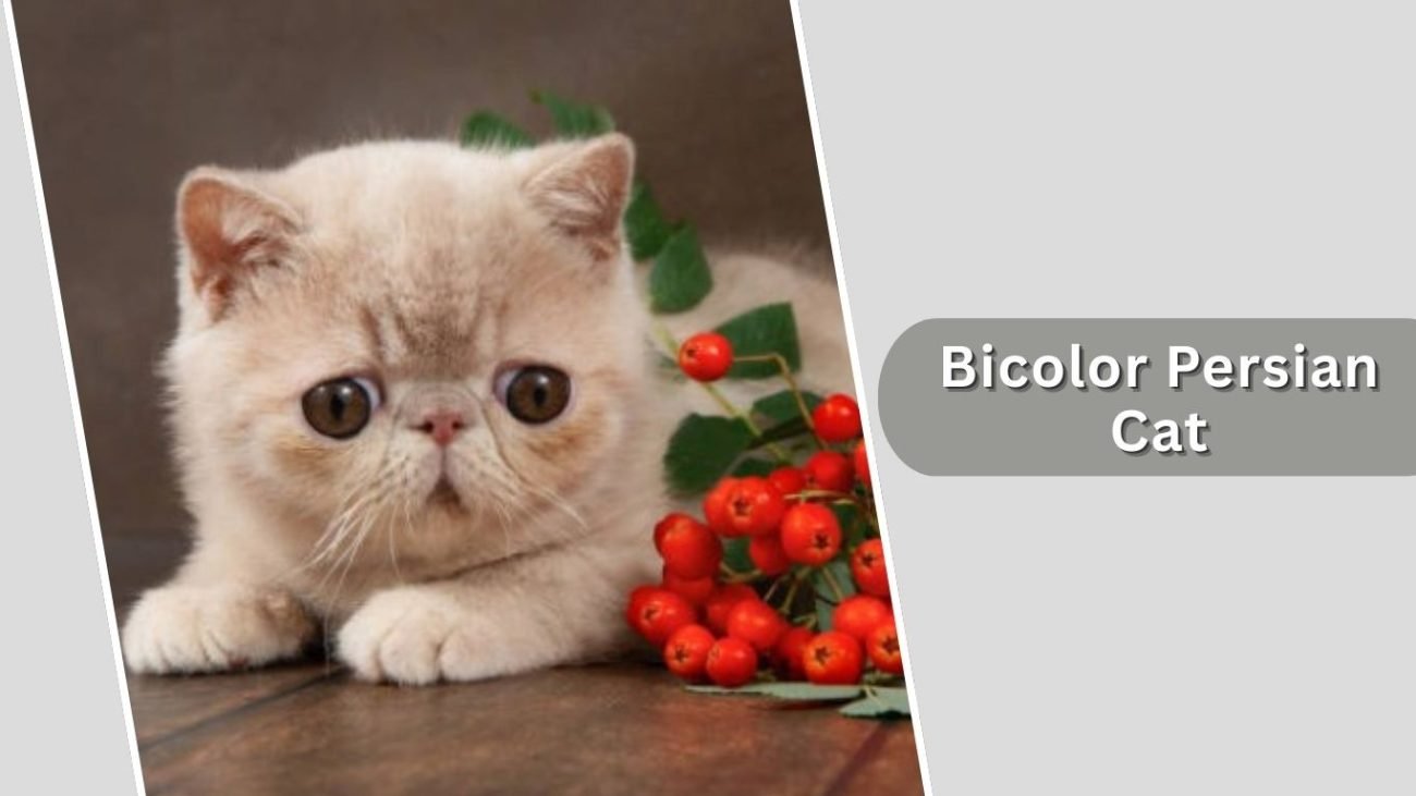 Bicolor Persian Cat