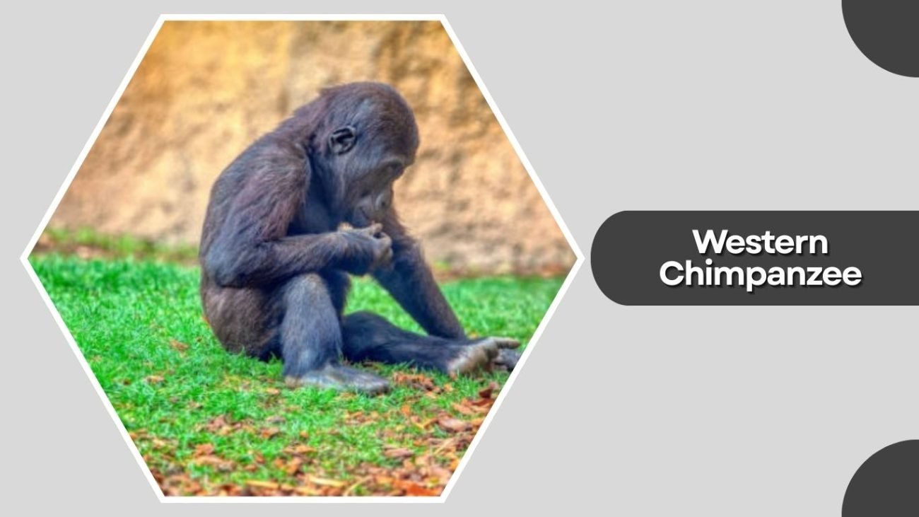 Western Chimpanzee