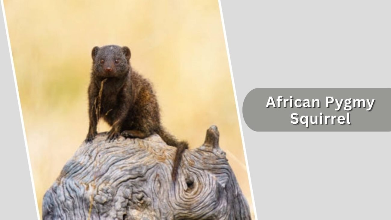 African Pygmy Squirrel African Pygmy Squirrel