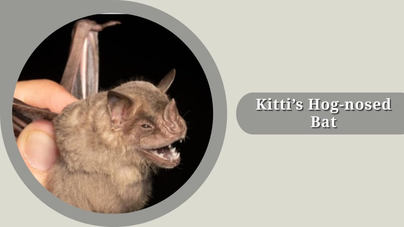 Kitti’s Hog-nosed Bat